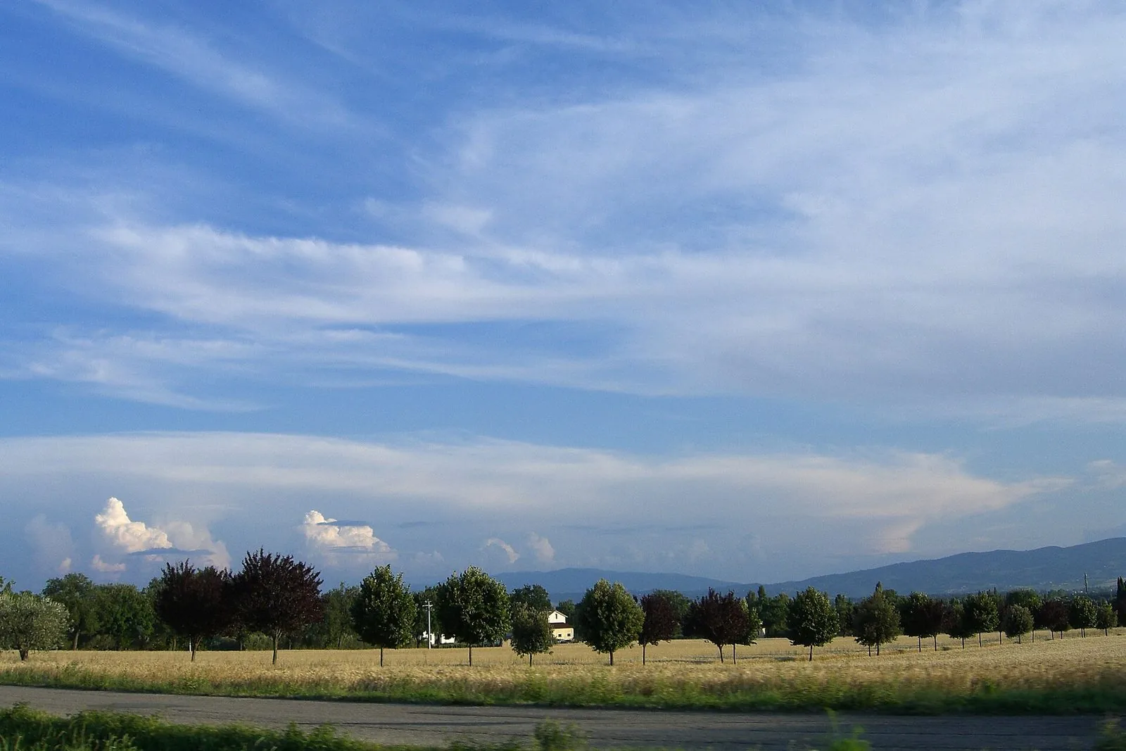 Campagna umbra tra Perugia e Assisi a inizio estate, con un campo di grano maturo, una fila di alberi e colline sullo sfondo