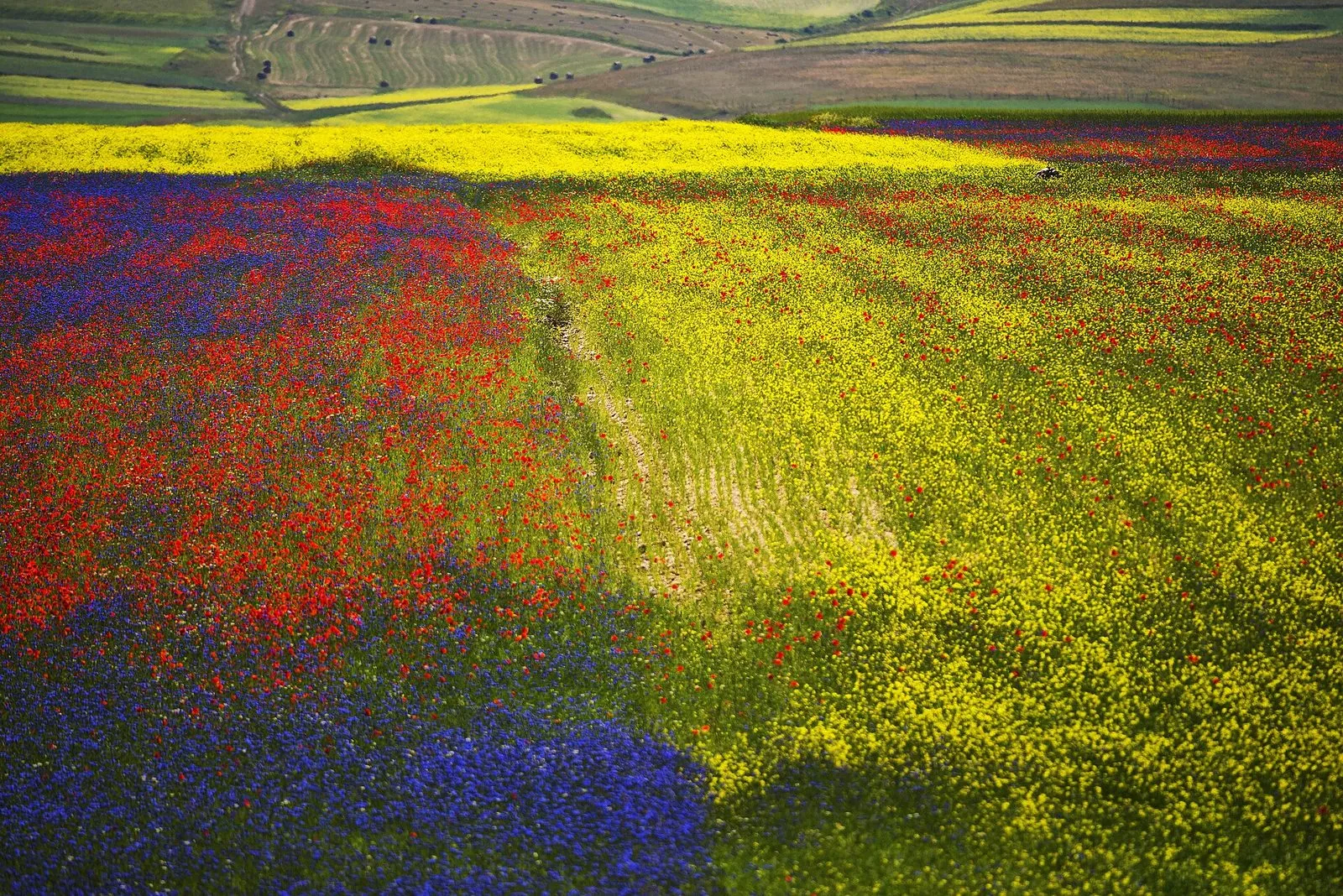Fioritura sulla piana di Castelluccio di Norcia con distese di papaveri rossi, fiordalisi blu e fiori gialli